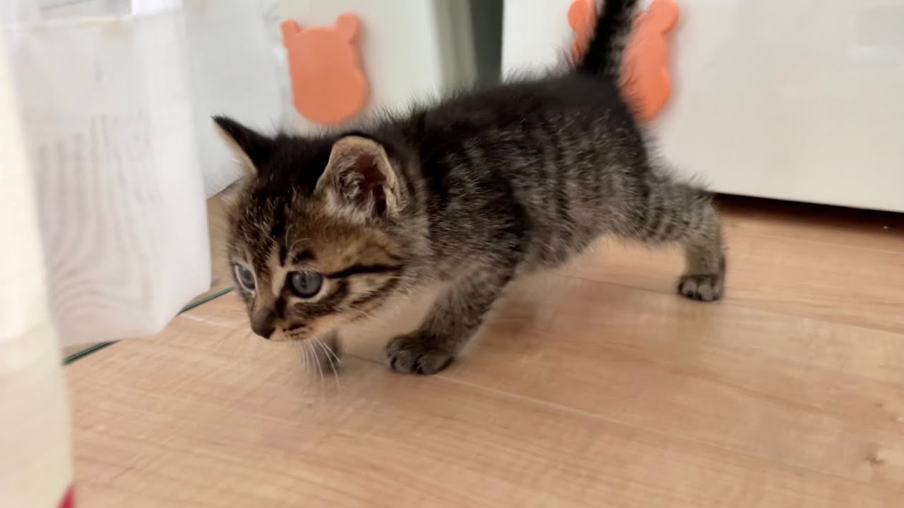 【おまけあり】闘牛のように暴れる子猫がこちら。#kitten #cat #保護猫