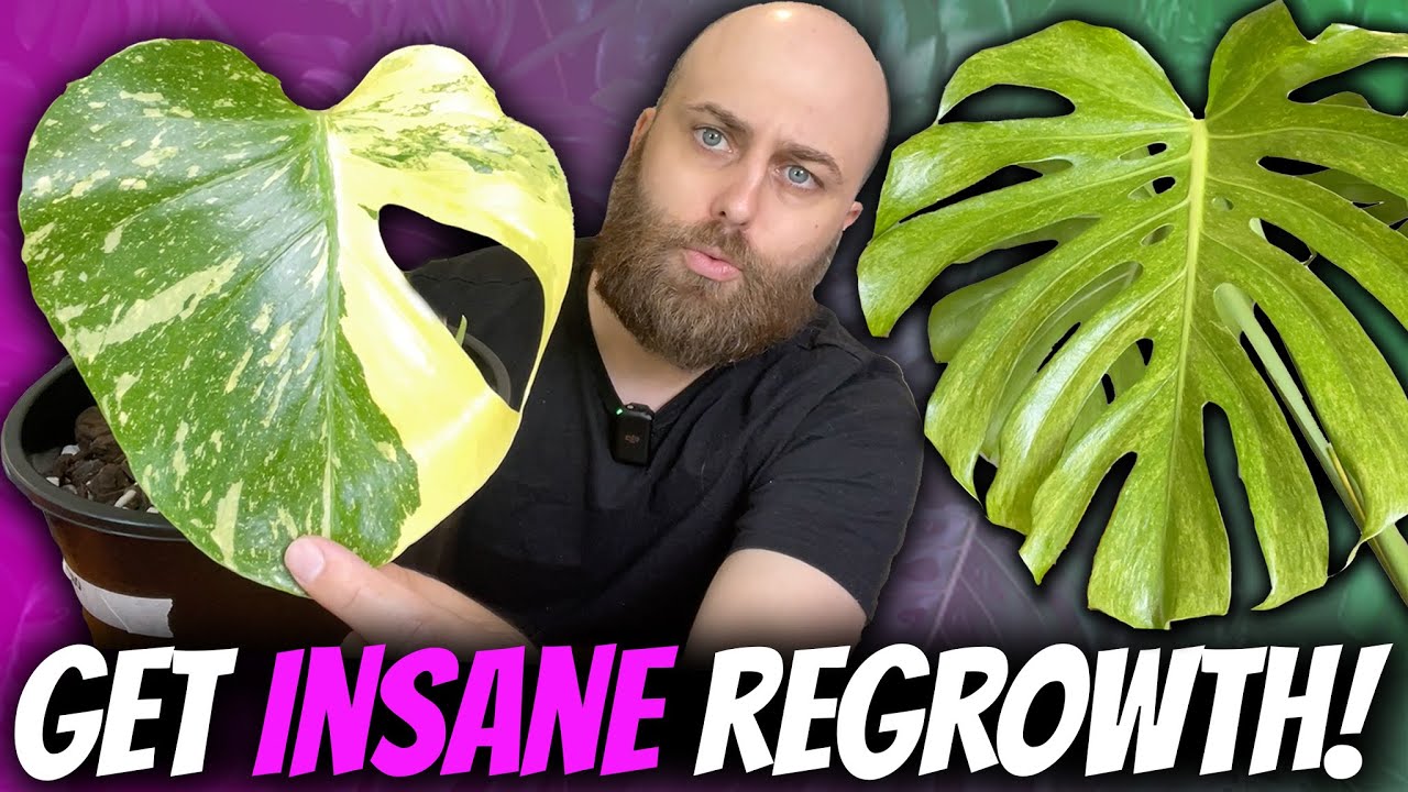 They've Bounced Back Like Crazy! | 3-Month Update | Thai Con & Platinum Mint Monstera deliciosa