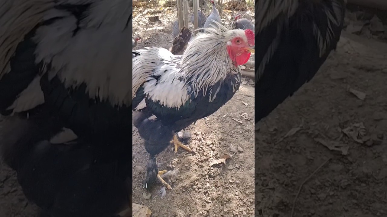 Dark Brahma chicken 🐔 #fun #animals #music #shortvideo #big #2023shorts
