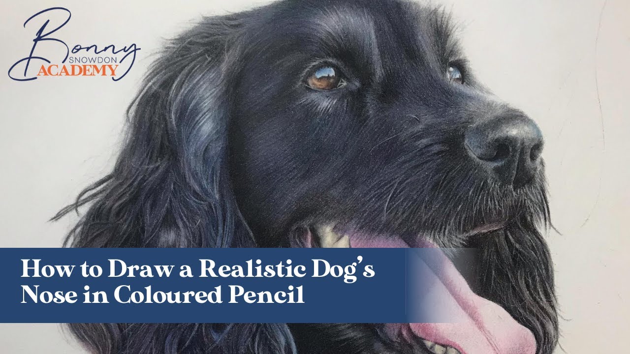 How to Draw a Realistic Dog’s Nose in Coloured Pencil