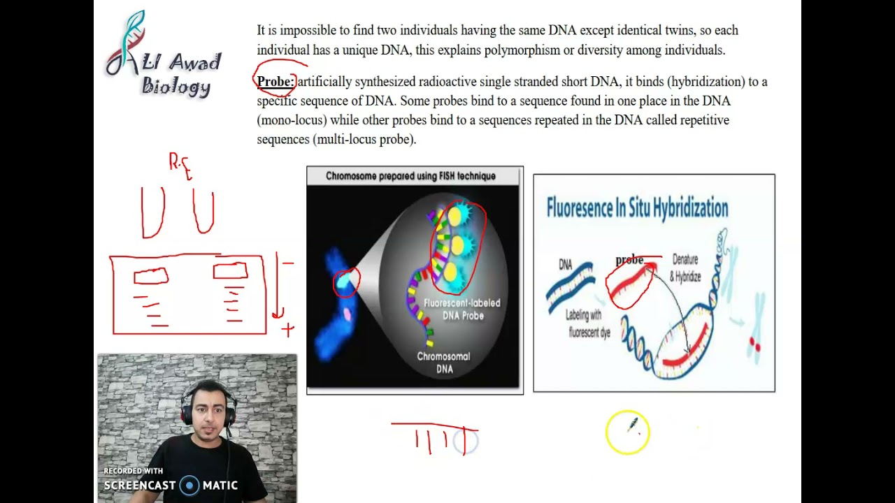 Глава 4, Задание 4: Обнаружение генетического полиморфизма, часть 2 #Grade_11_science
