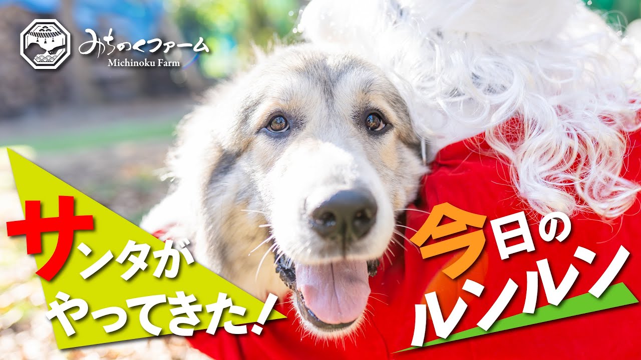 【今日のルンルン】みちのくサンタがやってきた