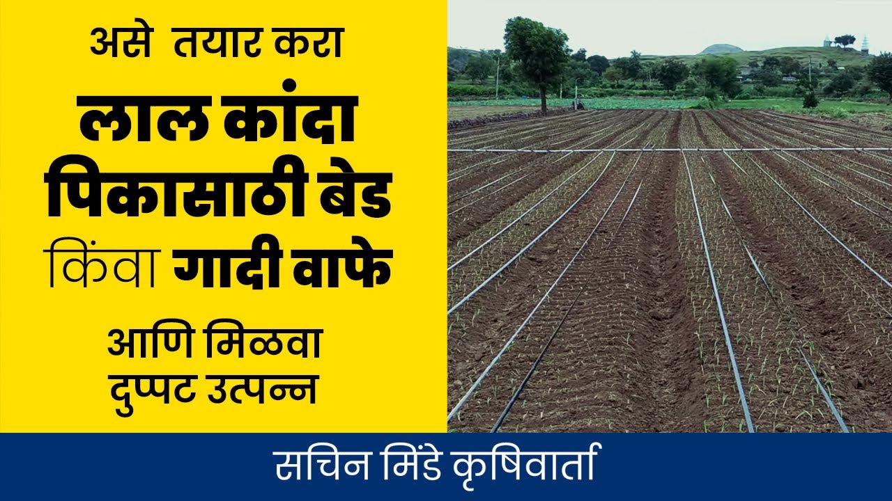 लाल कांदा पिकासाठी बेड किंवा गादीवाफा तयार करण्याची पद्धत व तिचे फायदे | सचिन मिंडे कृषीवार्ता
