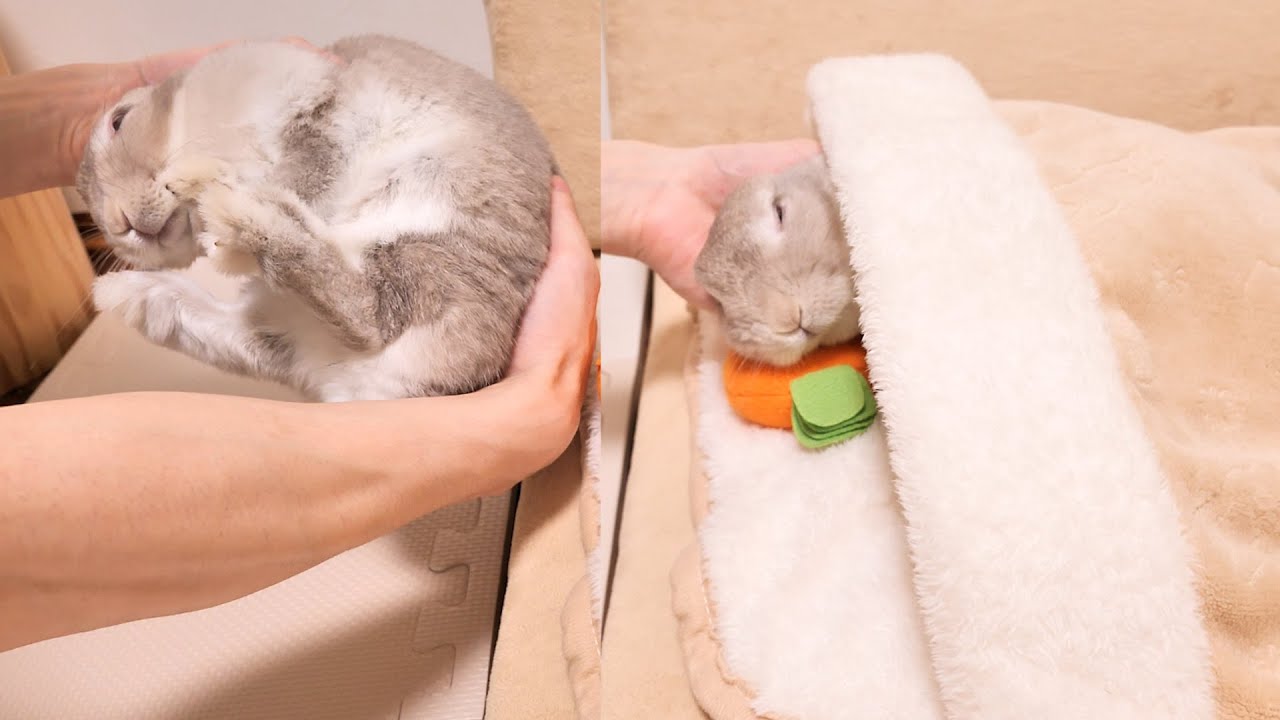 床の上で寝てたらお布団に運んでもらえたのでホントは起きてるけど寝たふりを続けてるうさぎさん