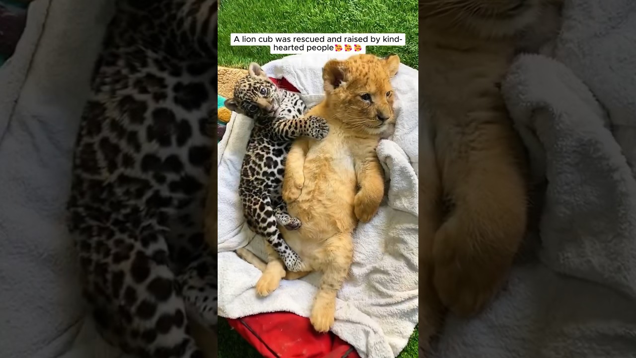 A lion cub was rescued and raised by kind-hearted people #shorts