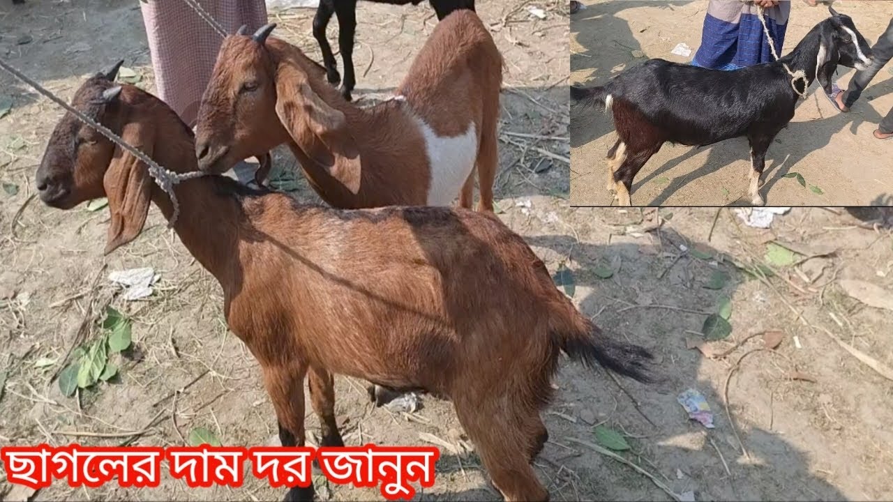 বিভিন্ন সাইজের ছাগলের দাম দর জানুন||ছাগলের দাম দর-২০২৬||Goat price bd-2025||