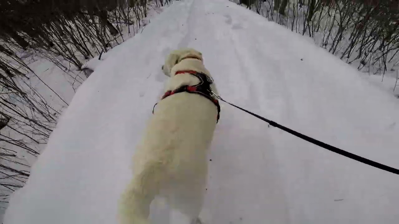 Brodie at Reeds Lake