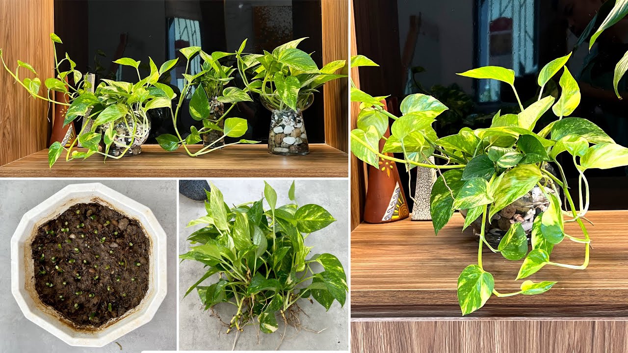 Уникальные настольные водные идеи Pothos и способы предотвращения роста комаров в горшках