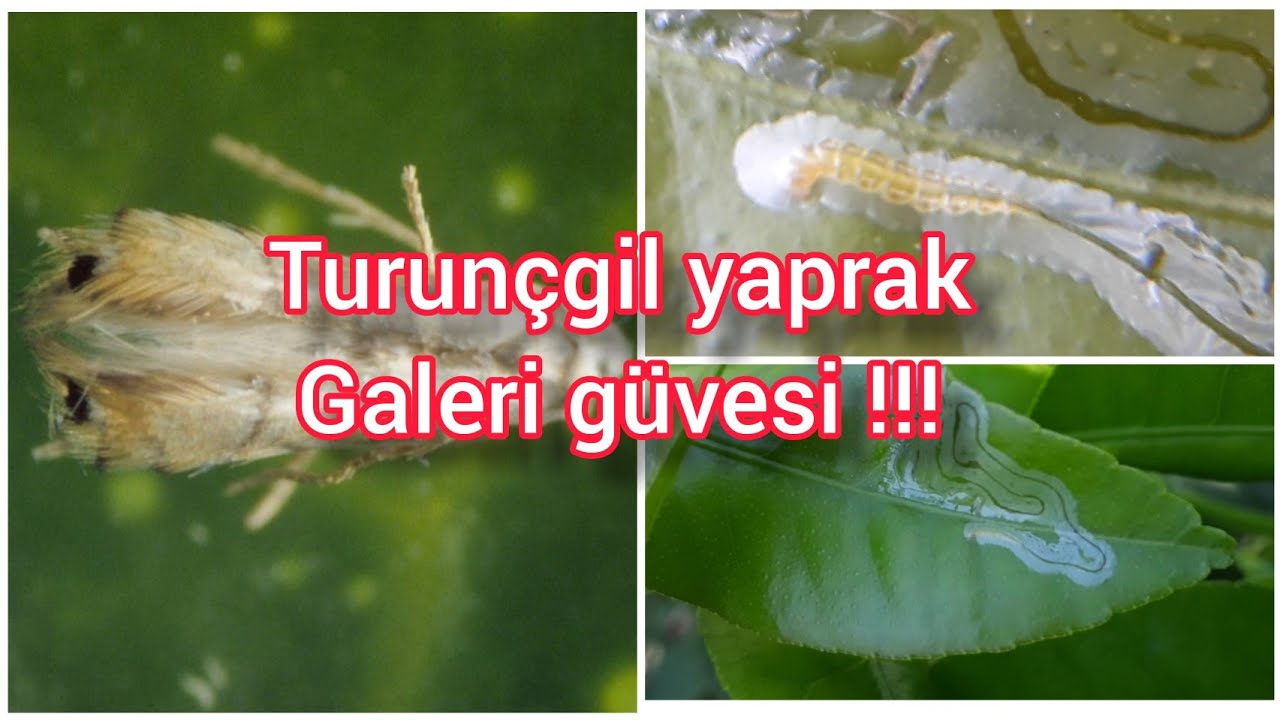 Turunçgil yaprak galeri güvesi (citrus leaf gallery moth)