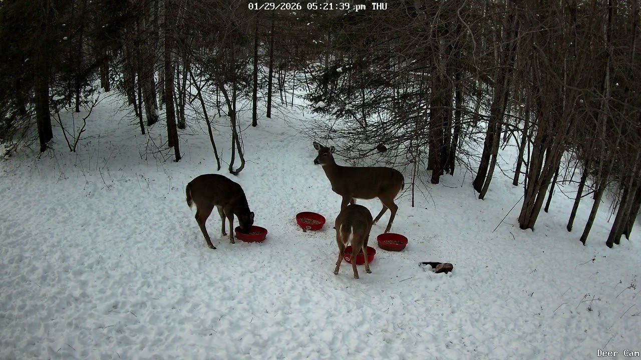 Deer Eating 1-29-2026 5:15 PM