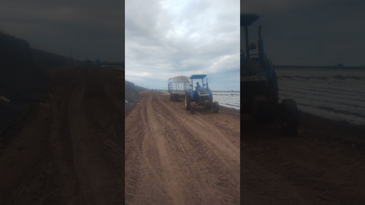 Desde las palmas Navolato 