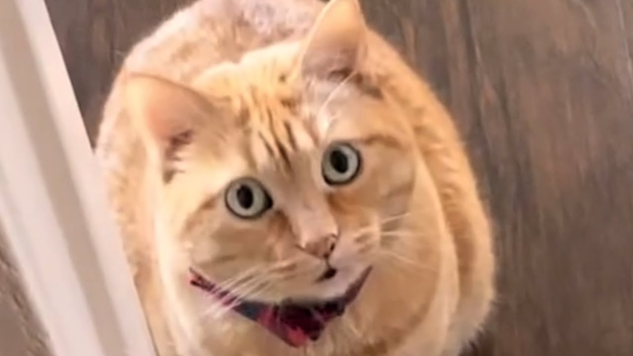 Бездомная кошка так вежлива с семьей, которая дала ей дом.