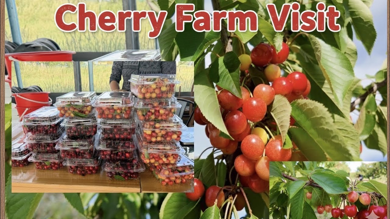 🍒 Cherry Farm Visit / Canberra Cherry Picking 