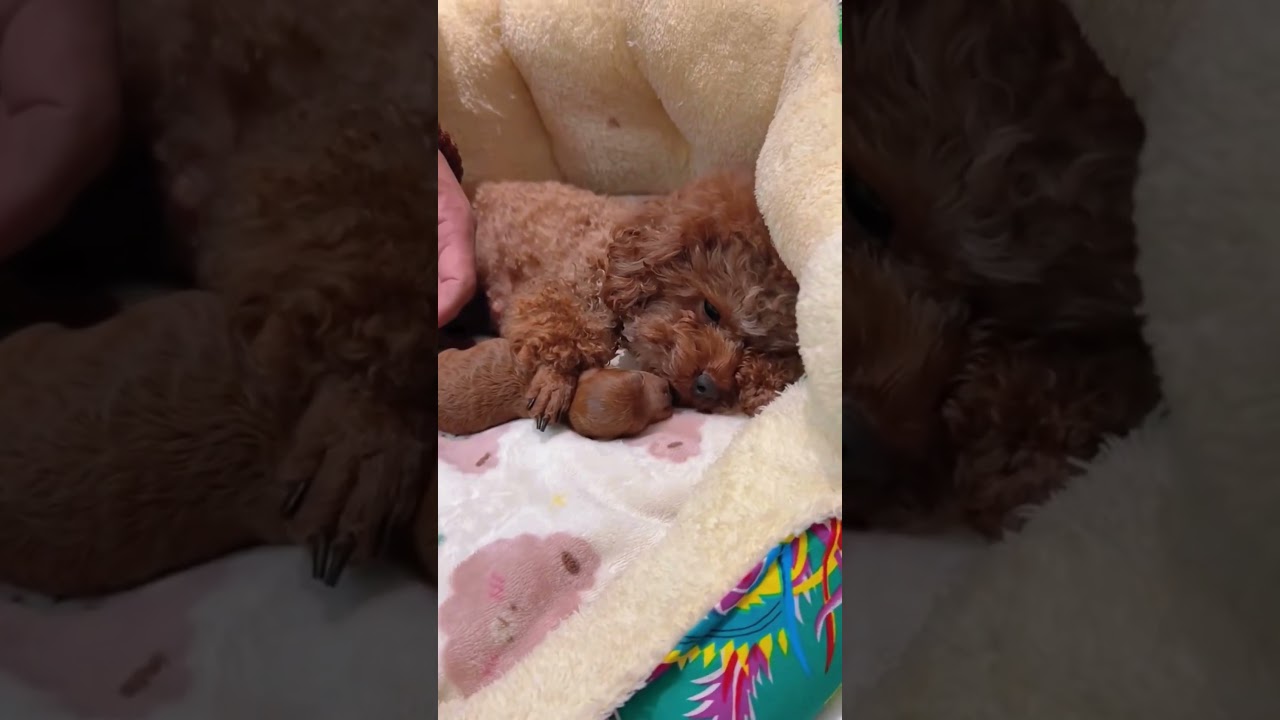 dog mother is nursing baby poodle #shorts #shortvideo #ytshorts #poodle #cutedog #funny #puppy
