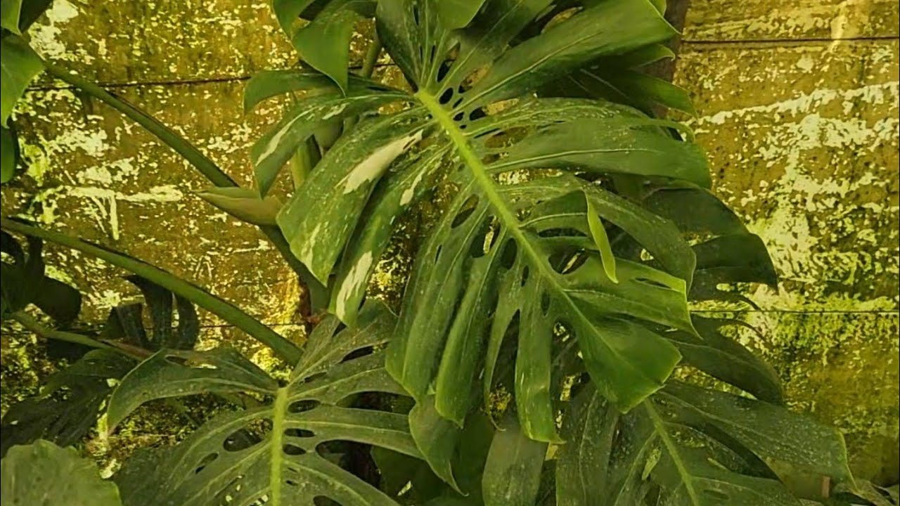 Monstera fruits let's talk about it