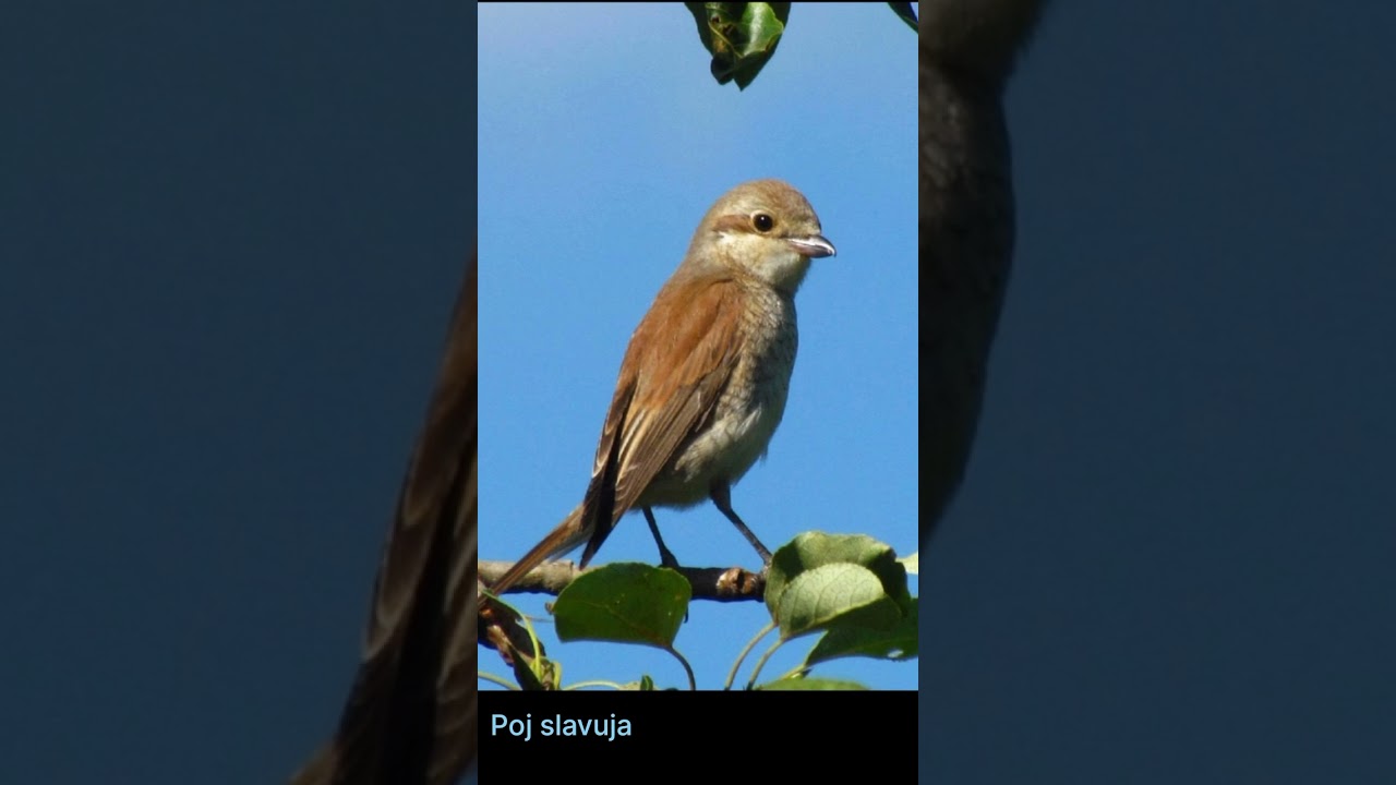 Poj(zvuk) slavuja/Nightingale sounds