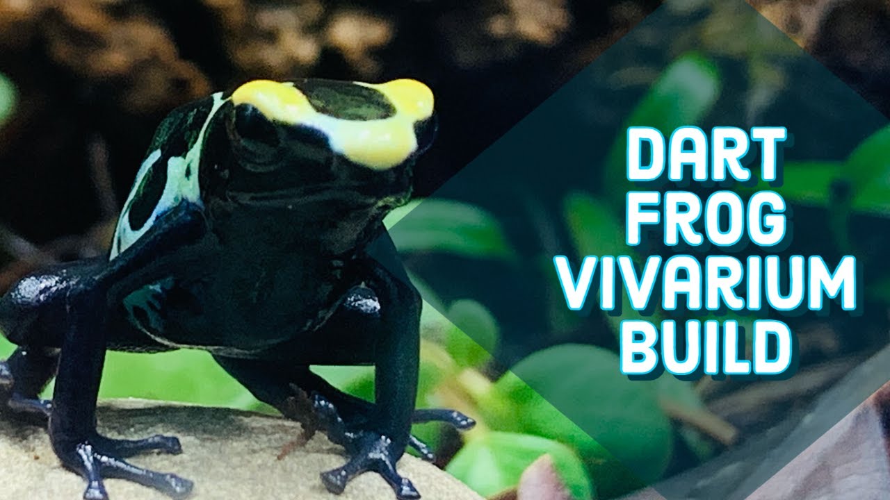 Dart Frog Vivarium | Finishing Touches