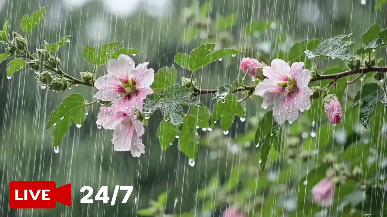 🌙숙면을 방해하지 않도록 [중간 광고 없음], 24/7 LIVE, 365일 쉬지 않는 숙면 백색소음, 24시간 실시간 숙면 유도, 뇌파 안정.