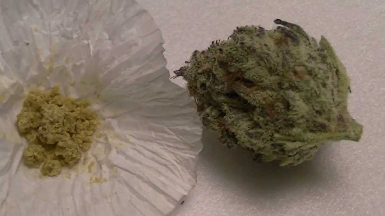 Curbside Concentrates BHO
