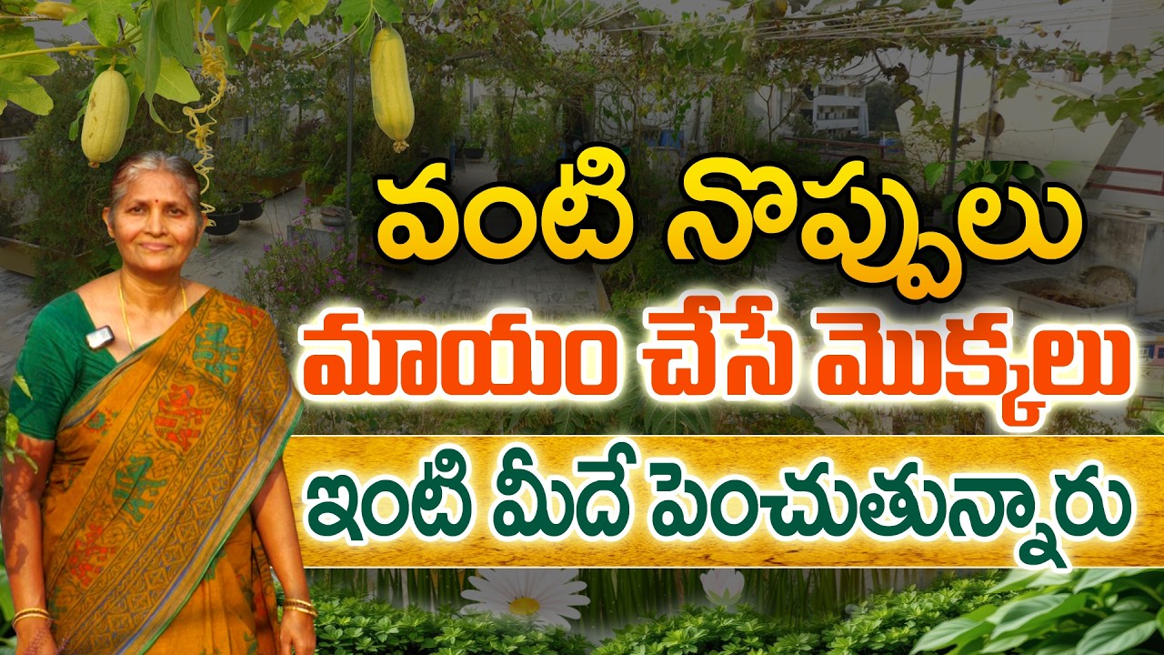 Выращенные в домашних условиях культуры – источник здоровья | Садовник Суджата #Райтунестхам