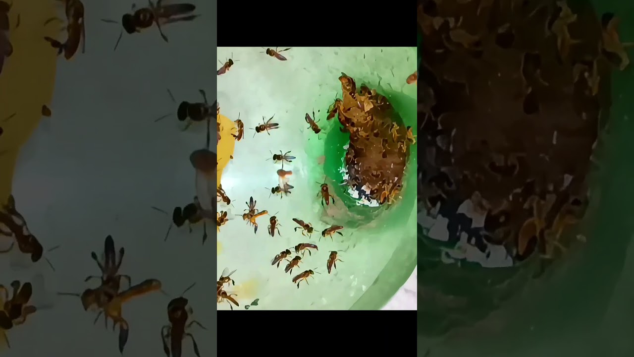 Jata&iacute; capturada na cidade 🐝🏙️ Terreno baldio #AbelhaJata&iacute; #Meliponicultura