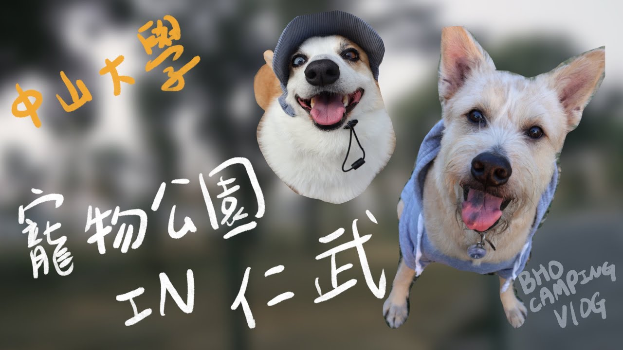 仁武竟然有這麼大的寵物公園？有停車場又有便便桶｜寵物友善分享