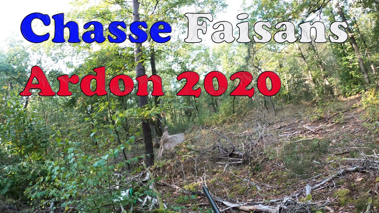 Chasse aux Faisans Loiret avec Moé chien d'arrêt Braque Français Pyrénéen 4k60fps