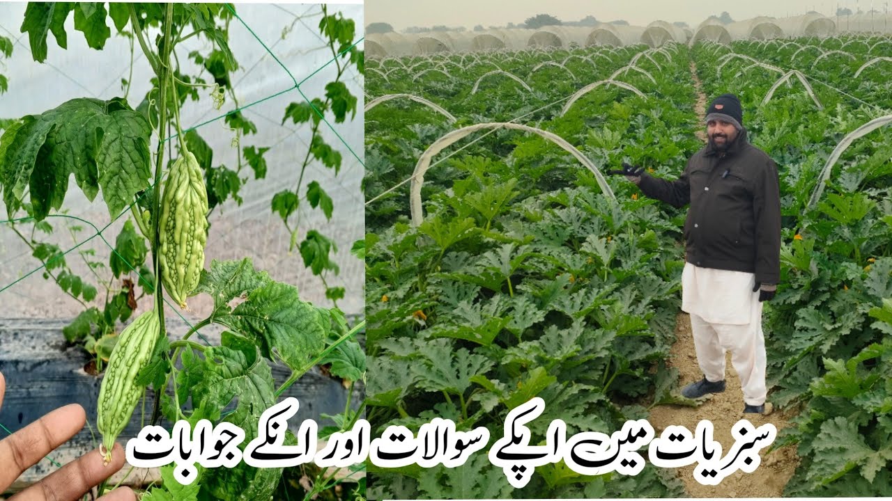 Awan Tunnel Farming Tips is live ap k sawalat aur us k jawabat