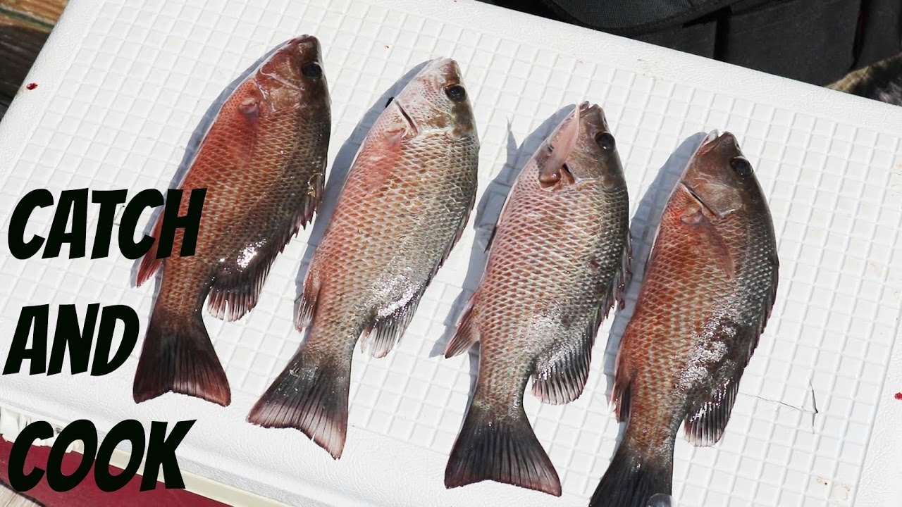 Catch and Cook Mangrove Snapper | Blackened Fish Sandwhich
