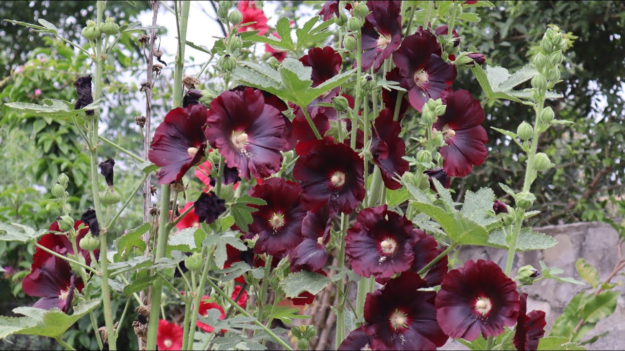 Hablando de la Malva Negra - Alcea rosea nigra - Malva real negra - Malvarosa - Black Hollyhock