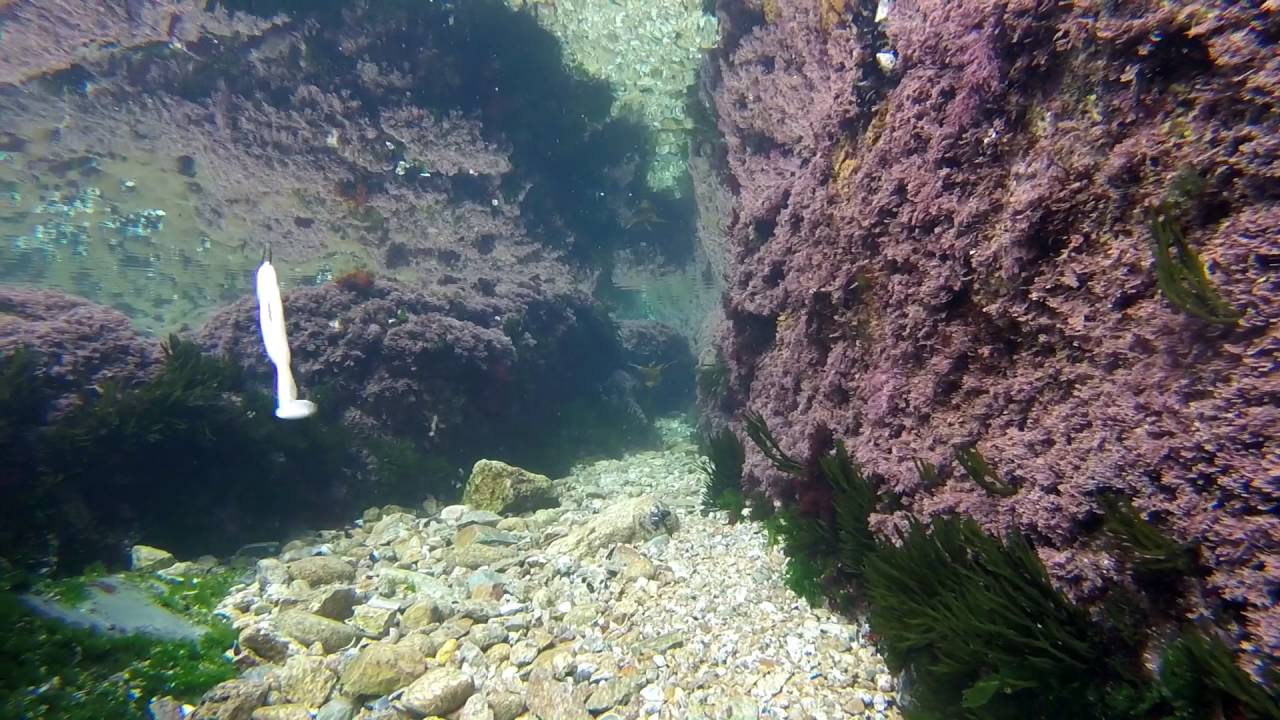Vinilo Real Sas&aacute;n movimientos bajo el agua