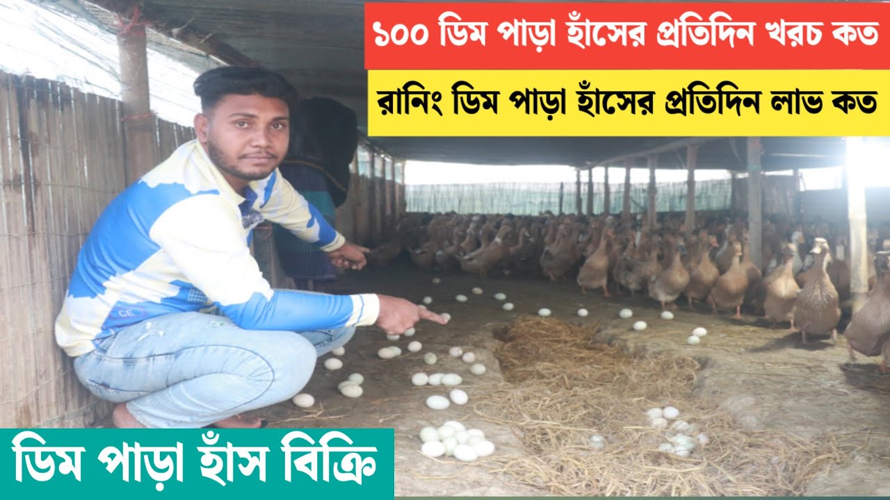 ৮৫%রানিং ডিম পাড়া হাঁস কিনুন। ১০০ হাঁসে প্রতিদিন কত টাকা লাভ টা জানুন এবং ১০০ হাঁসে প্রতিদিন খরচ কত?