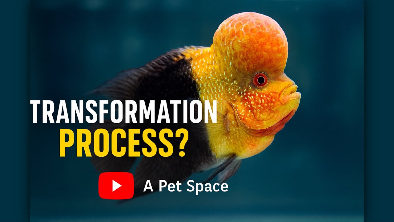 Flowerhorn Fading Process: Why They Turn Black Before Becoming Vibrant