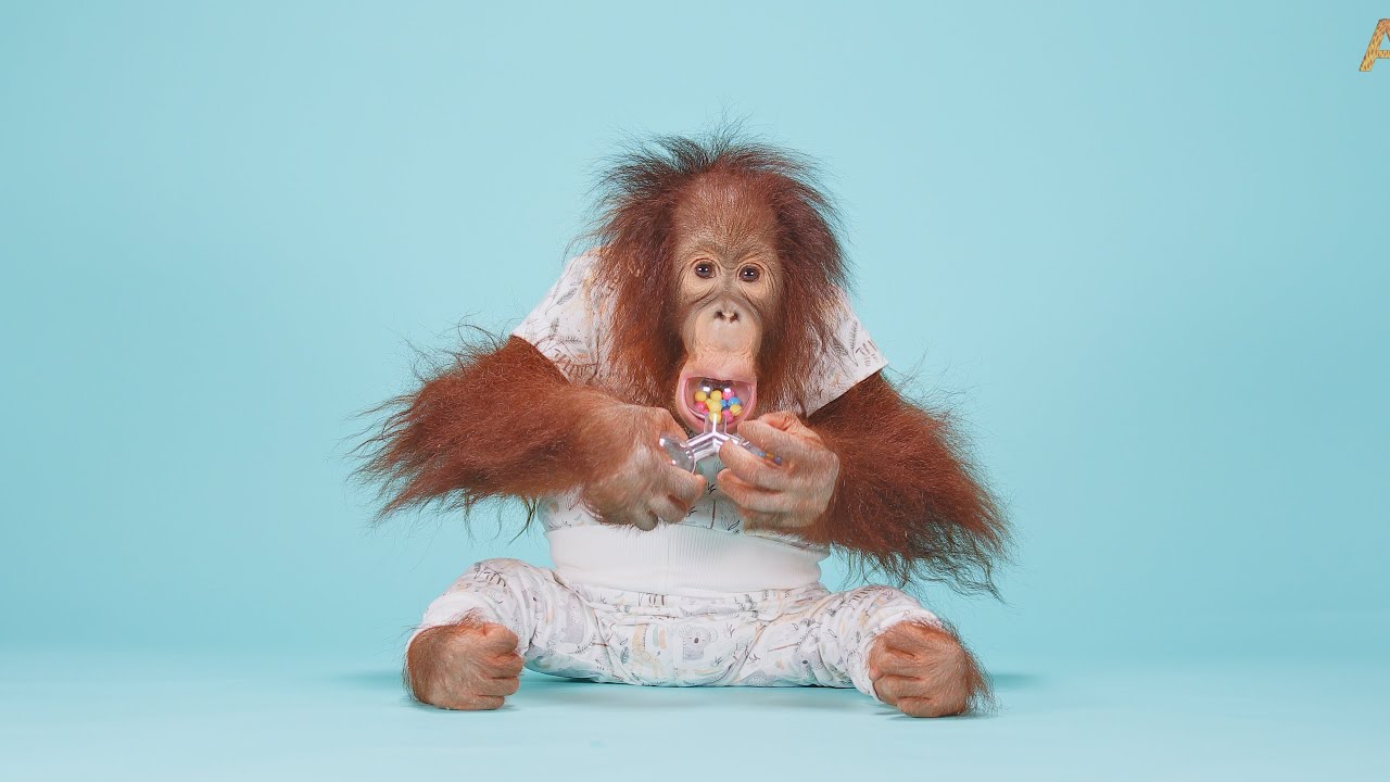 Animalia Orangutan Benji plays with some new toys ASMR