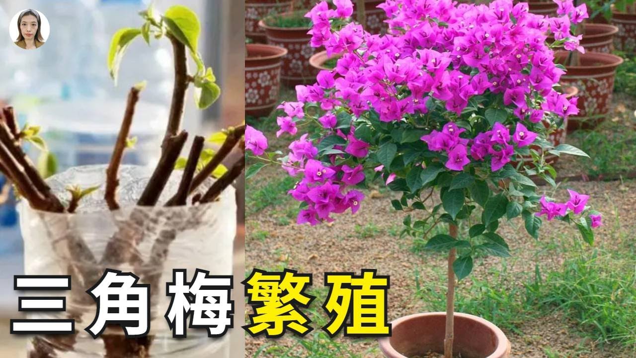 九重葛繁殖方法|三角梅扦插，枝条用它泡一泡，新手也能100%成功，长大后花开不断|Bougainvillea|花花世界