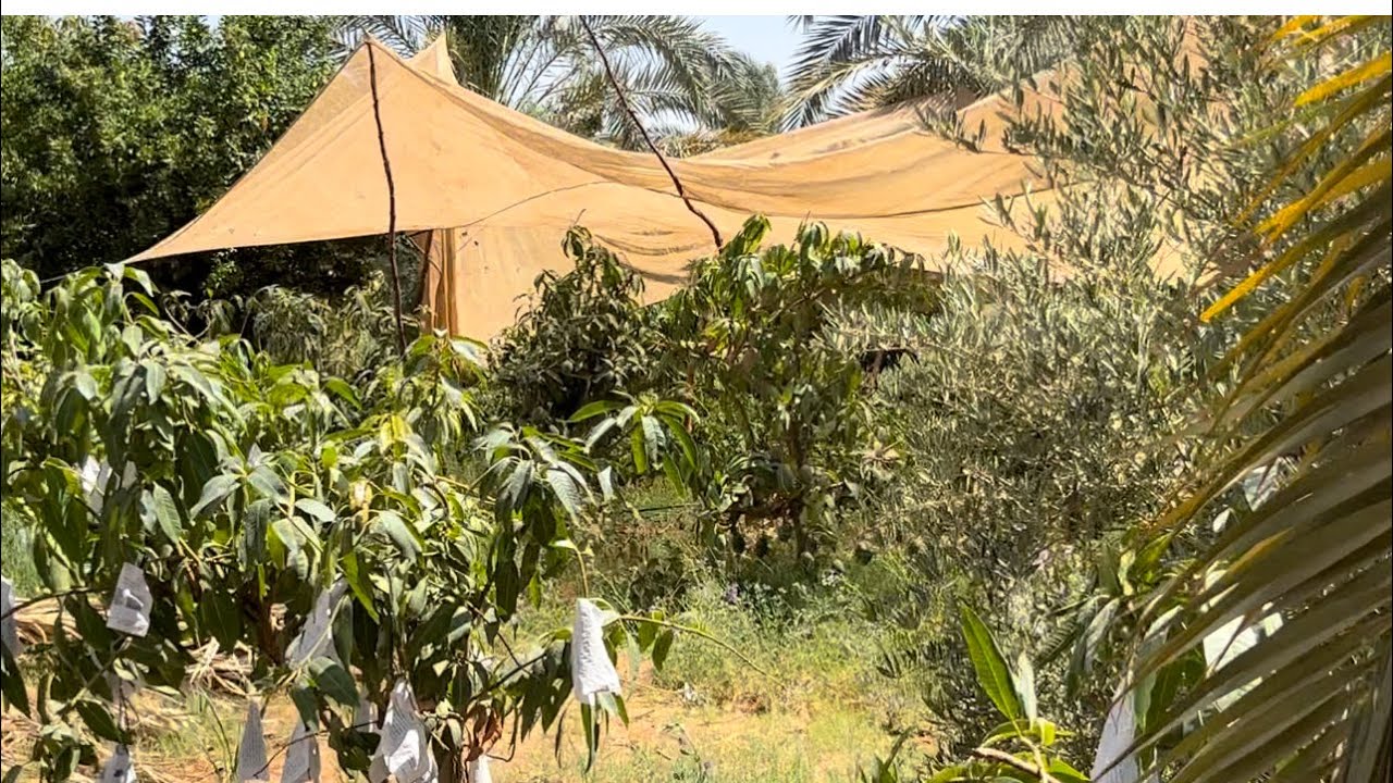 400 كيلو *10جً 4000الالاف جنيه * 60 =240 الف  فدان واحد نوع نخل إسمه المجدول المصري وفسايل رخيص ؟؟!!