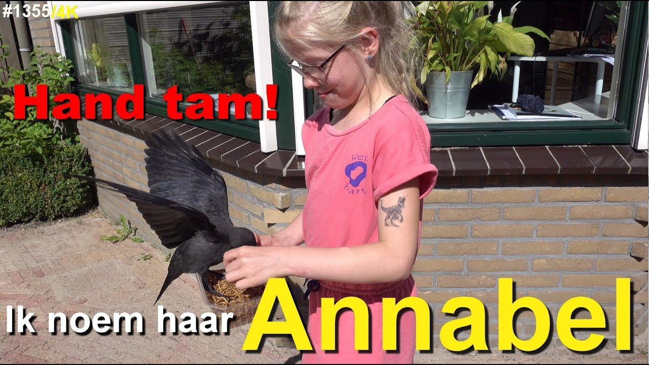 Mijn TAMME KRAAI noem ik ANNABEL ♥ Bobbi-Lee Marijs ♥ #1355