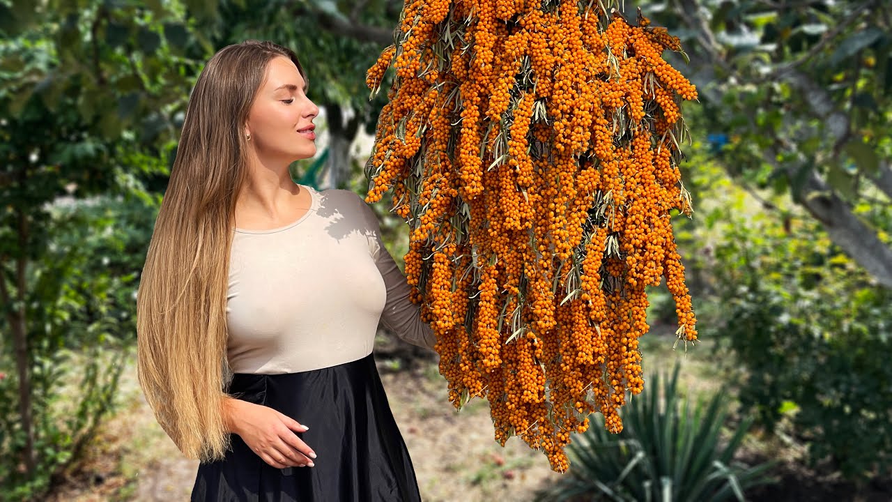 Harvesting and Preserving Sea Buckthorn for Winter | Relaxing Village Recipe