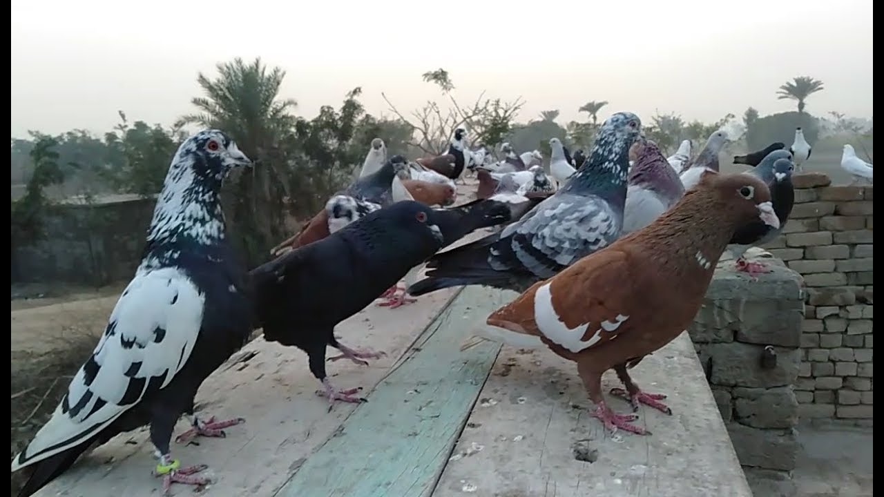Kabootar Bazi In Pakistan / Kabootar Bazi In Punjab / Beautiful Pigeons In Punjab 2020
