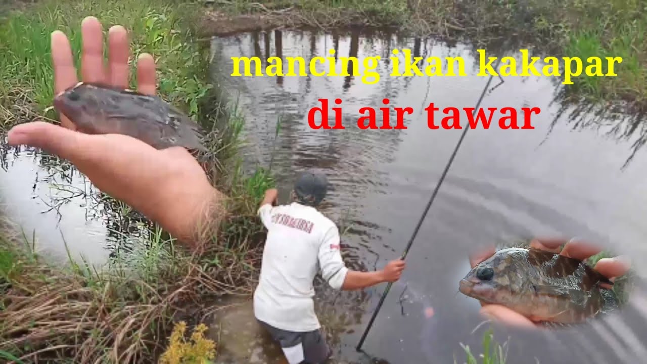 MANCING IKAN KAKAPAR