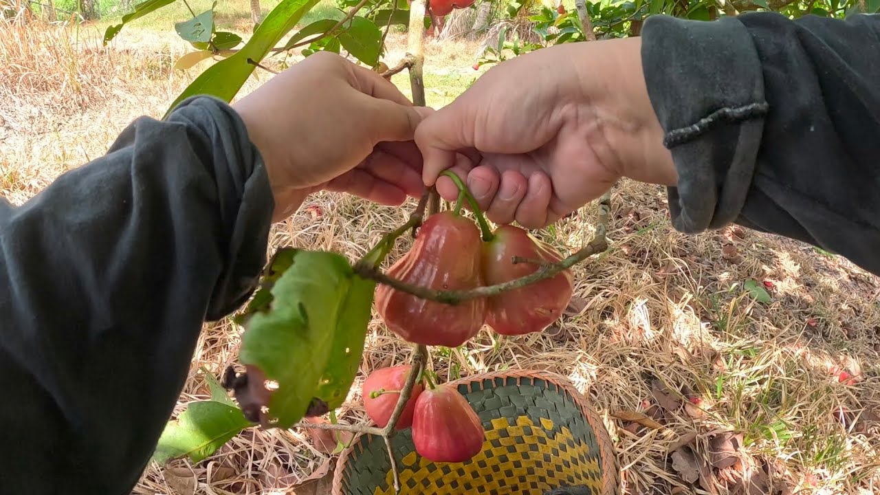 Balik kampung / Mengutip Jambu Air 