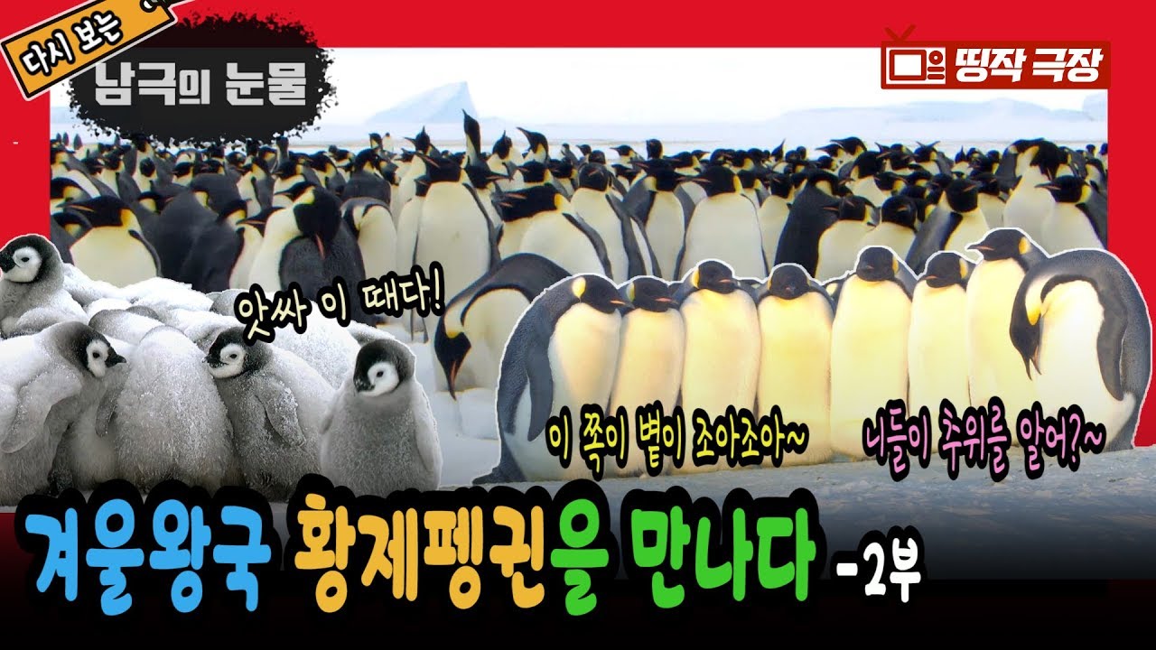 [띵작극장] 43탄 - 겨울왕국 황제펭귄을 만나다 - 2부 [남극의 눈물 epl.]