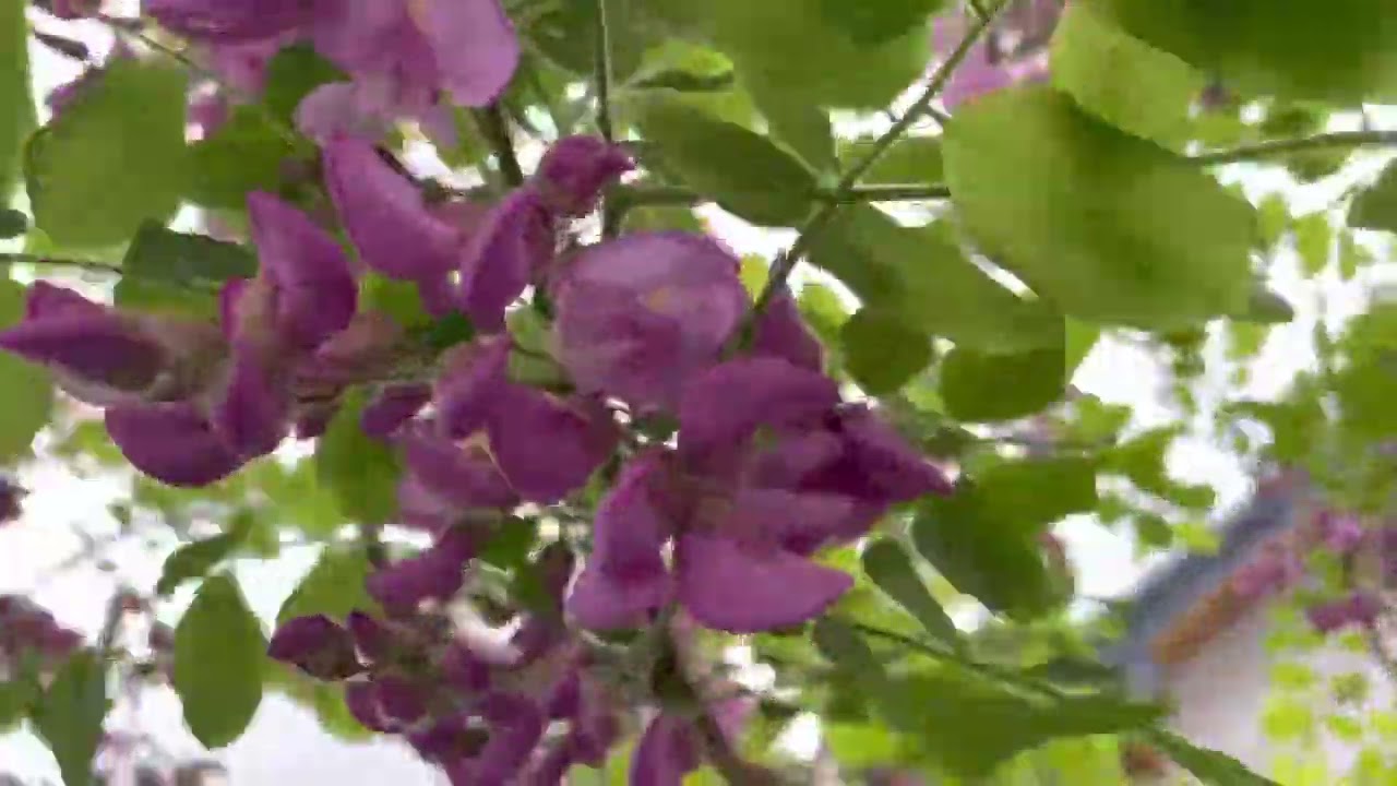 Robinia szczeciniasta w niedzielny poranek🌸