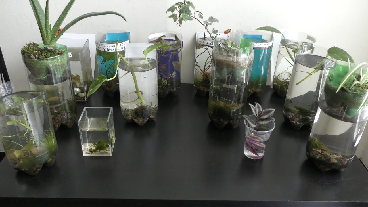 Fish Care in Bottle Aquariums Natural Update
