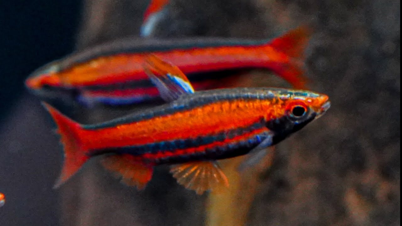 New Fish Tour - CORAL RED Pencilfish, SPOTTED Rio Nanay Angels, and MORE
