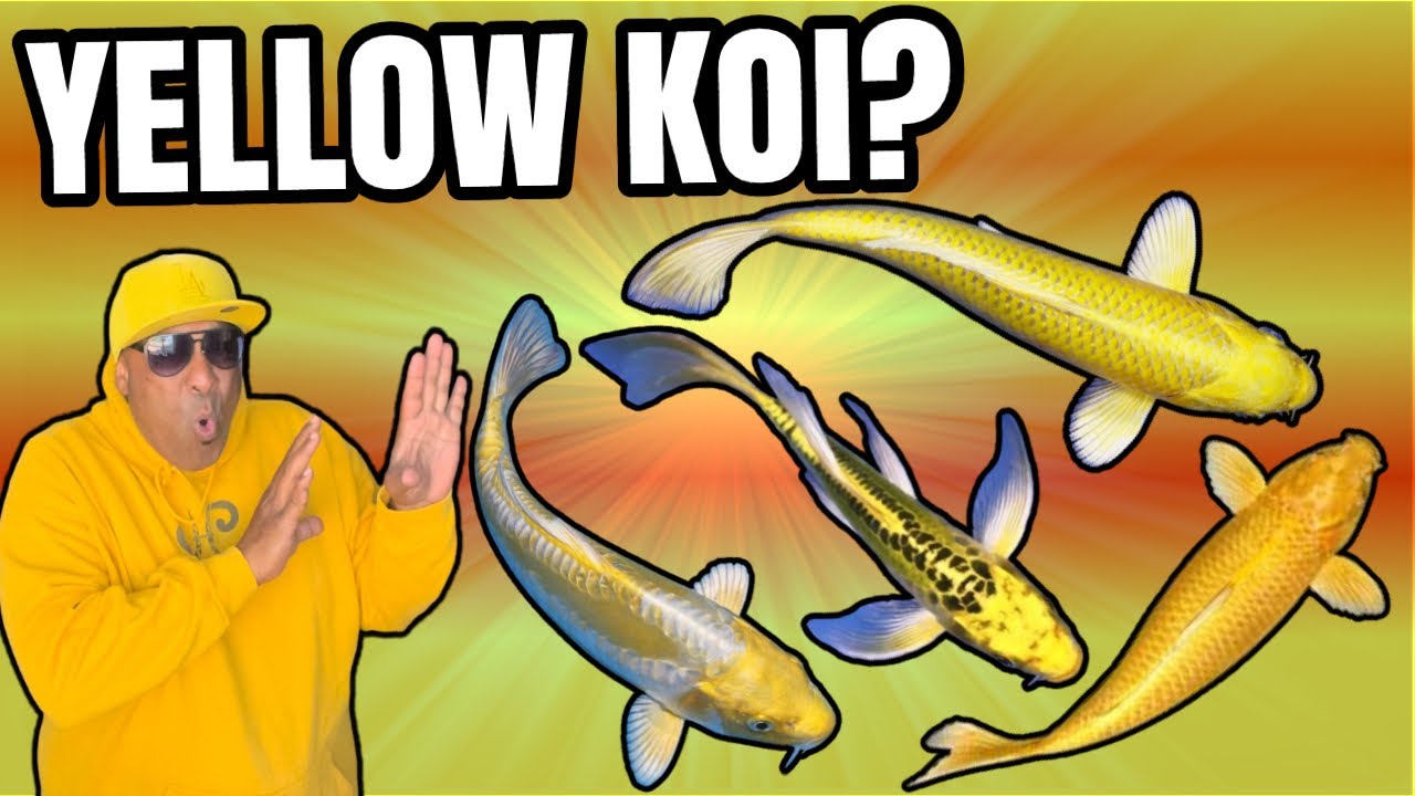 SUPER RARE YELLOW KOI IN MY POND!