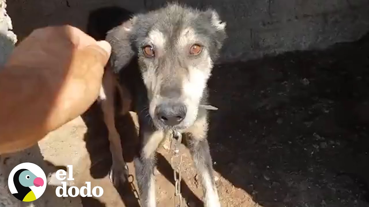 Perro encadenado toda su vida es liberado | El Dodo