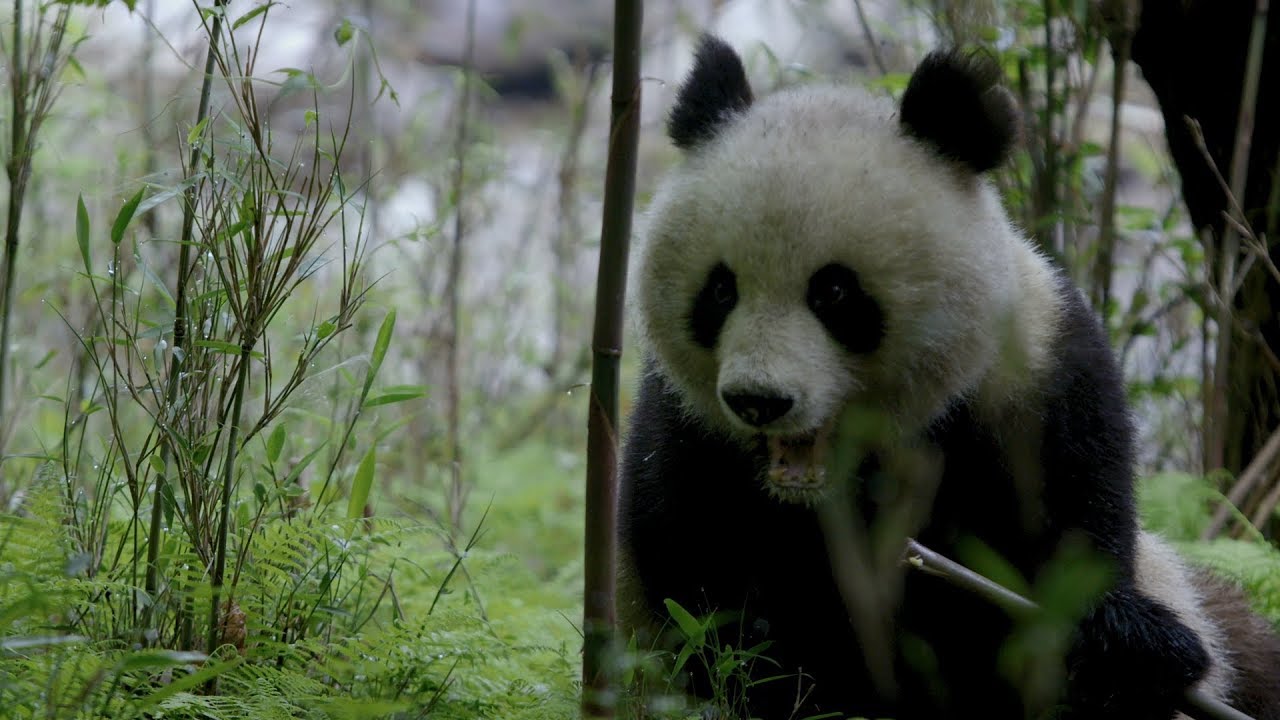 CGTN Nature: Qinling Mountains Series | Episode 4: Living with Bamboo