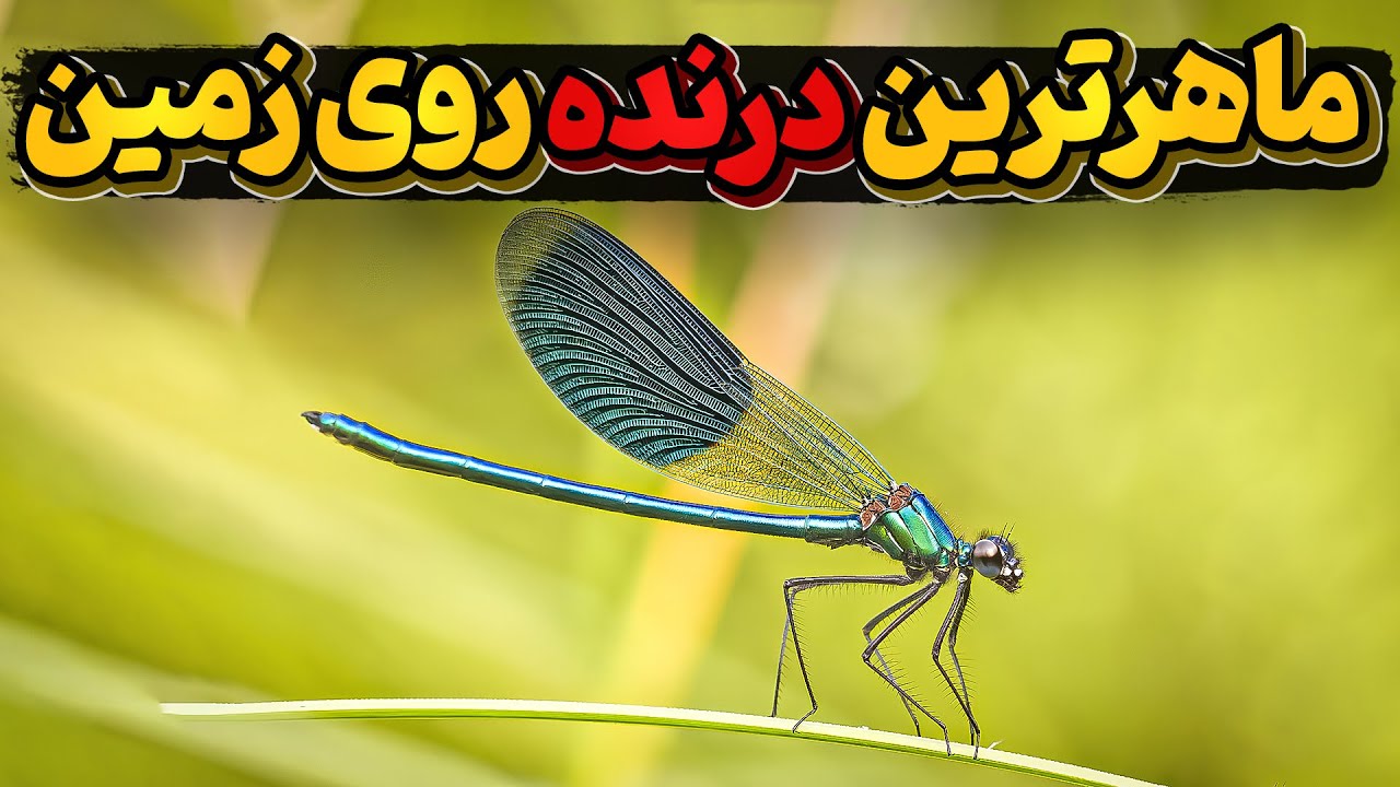 دنیای سنجاقک ها و شکارهای ماهرانه این درنده ترین موجود روی زمین