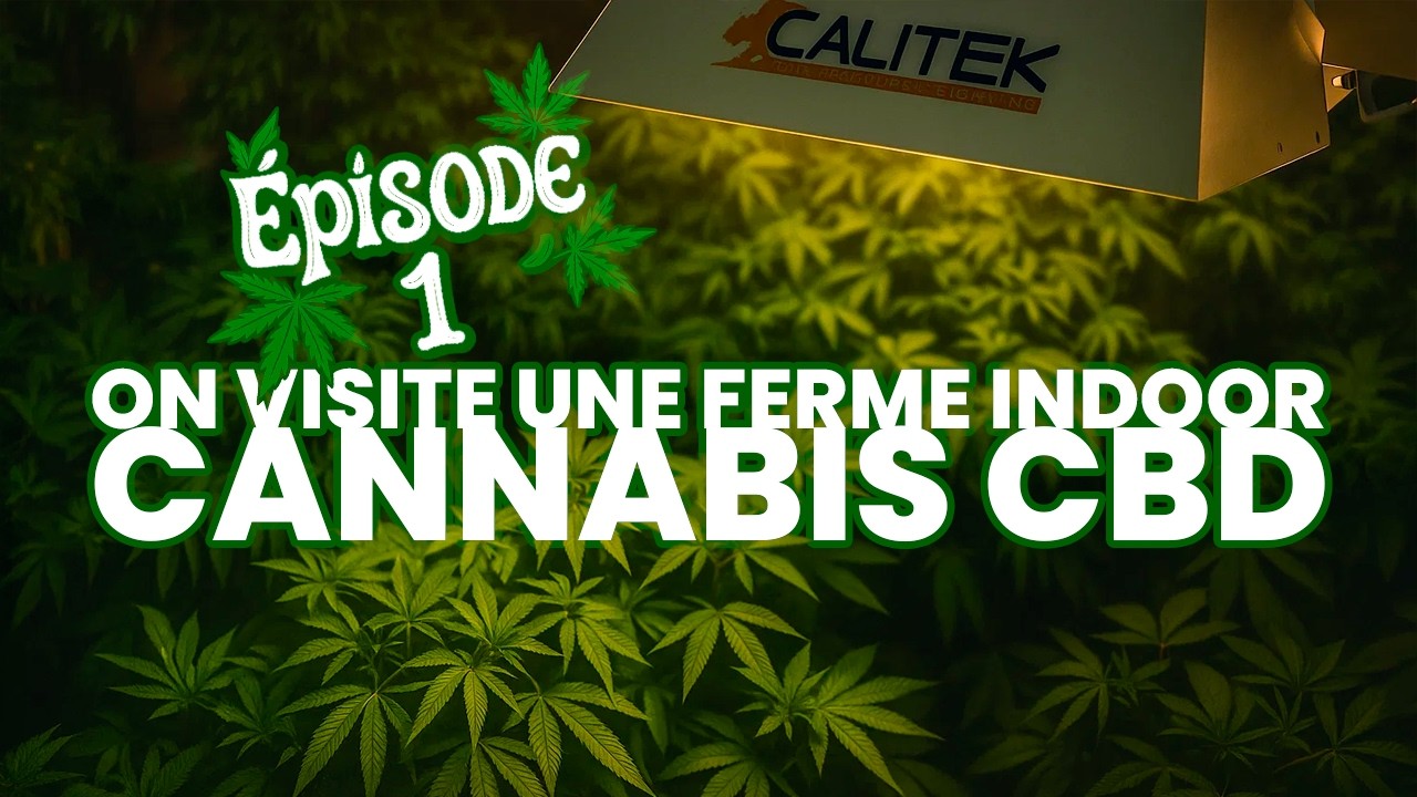 🎥 Plongez au c&oelig;ur d'une exploitation de cannabis CBD ! - Episode 1